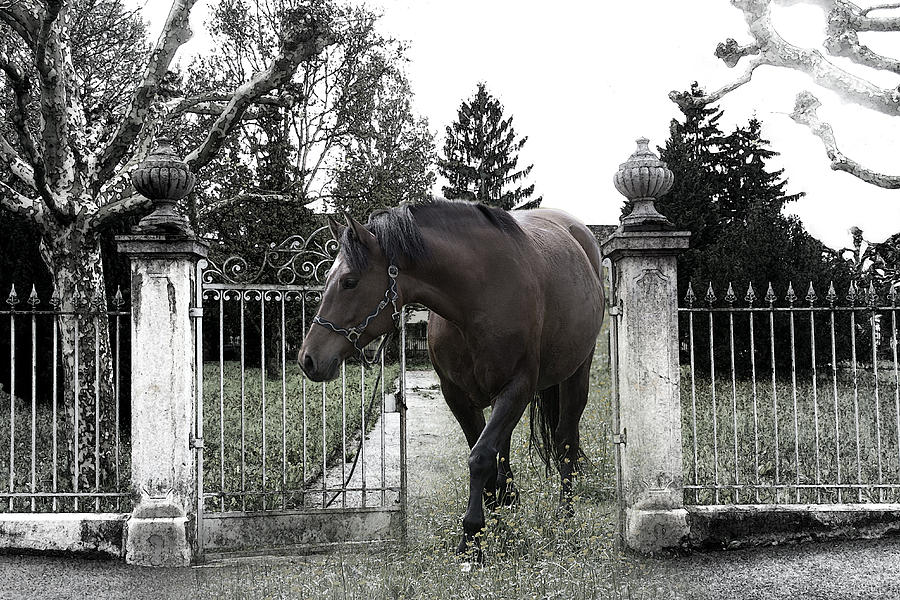 Horse in Europe Photograph by Christine Sponchia