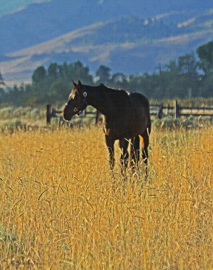 Horse In Field At Honey Lake Photograph by Tom Janca