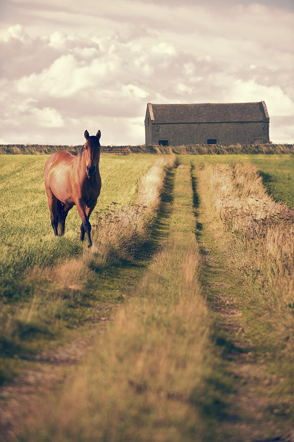 Summer Photograph - Horse In Field by Amanda Elwell