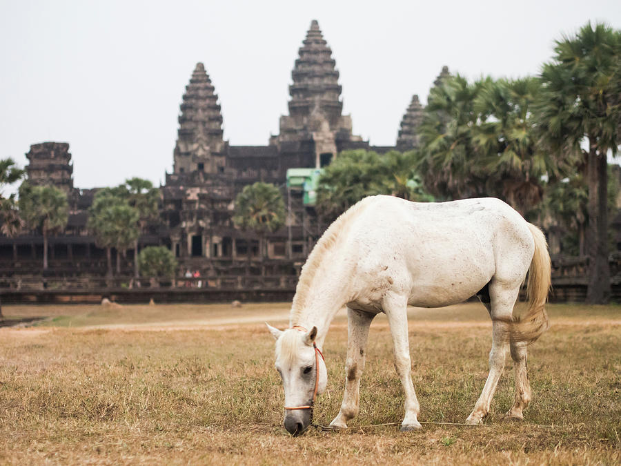 Horse In Front Of Angkor Wat Temple Photograph by Miha Pavlin