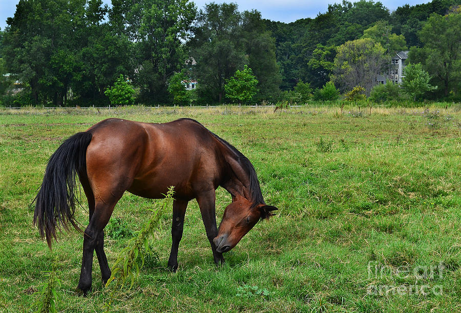 Horse in Holland Michigan Photograph by Amy Lucid