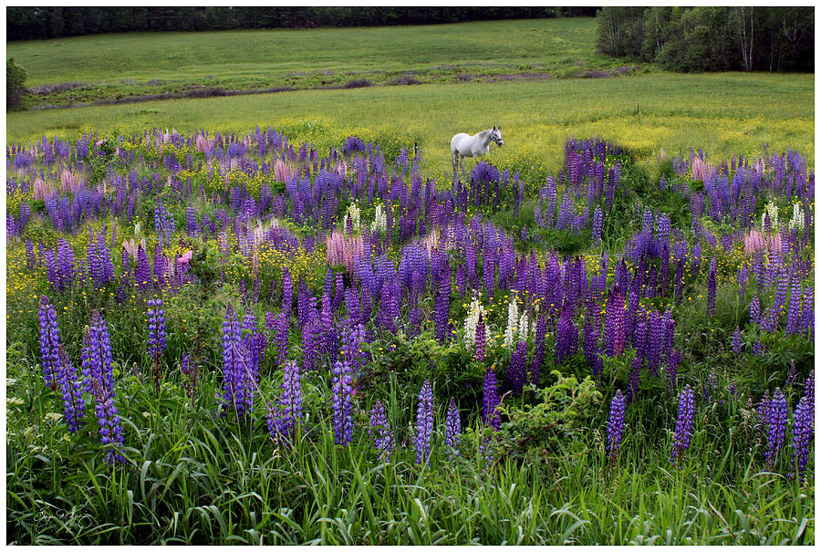 White Horse in Lupine Field Photograph by Wayne King