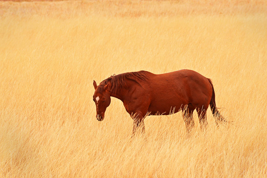 Horse in Meadow - Capitol Reef Park - Utah Photograph by Dana Sohr