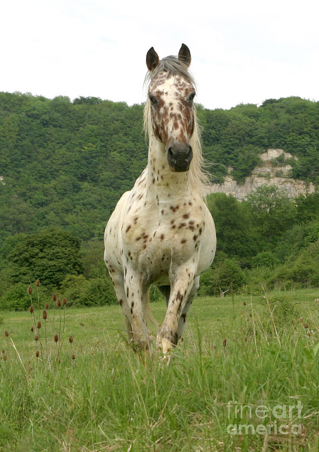 Horse In Meadow Photograph by M Watson