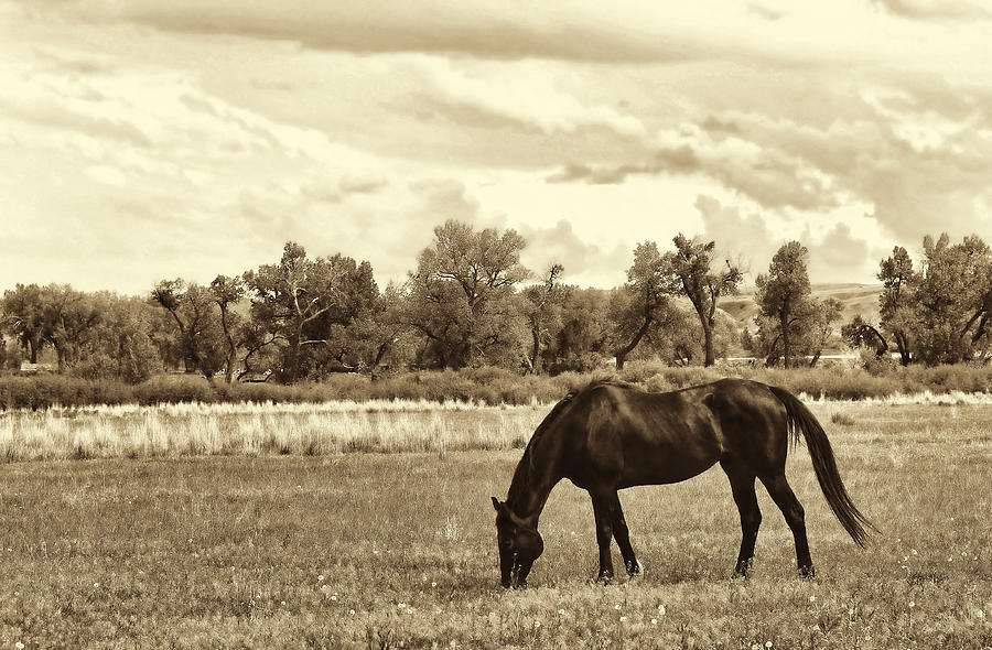 Horse In Montana Pasture Sepia Photograph by Jennie Marie Schell