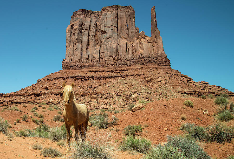 Horse In Monument Valley, Arizona Photograph by Mark Newman