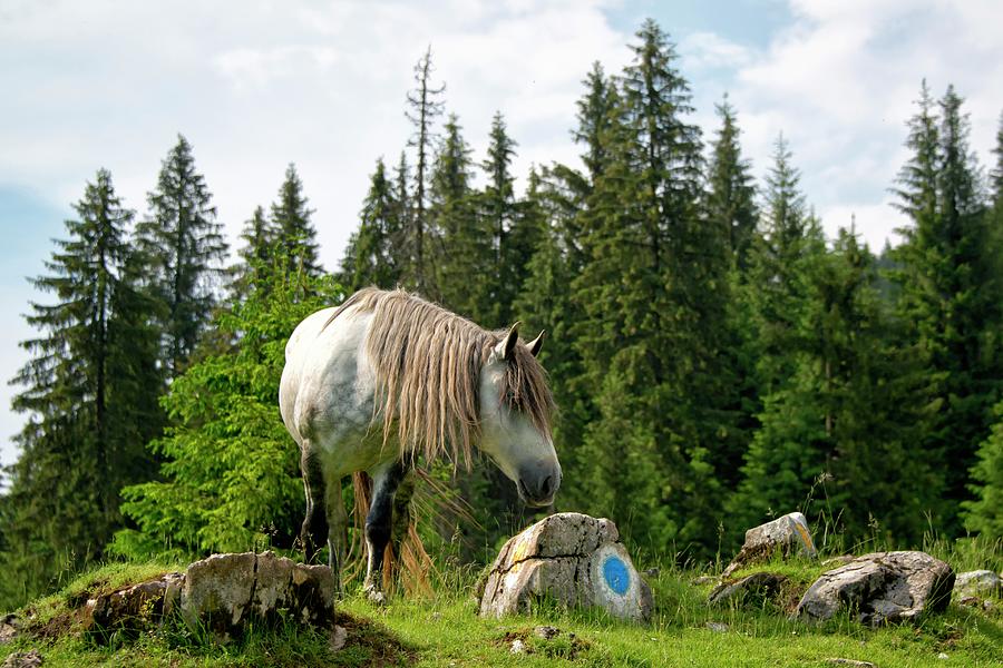 Horse In Nature Photograph by Stefan Cioata