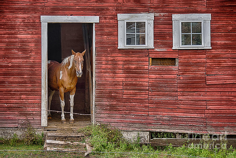 Horse in Palouse Barn Photograph by Priscilla Burgers