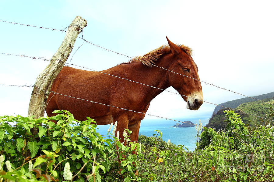 Horse in Pololu Valley 2 Photograph by Theresa Ramos-DuVon