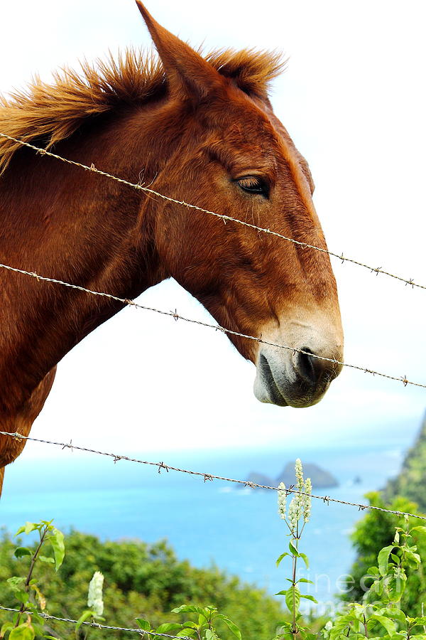 Horse in Pololu Valley1 Photograph by Theresa Ramos-DuVon