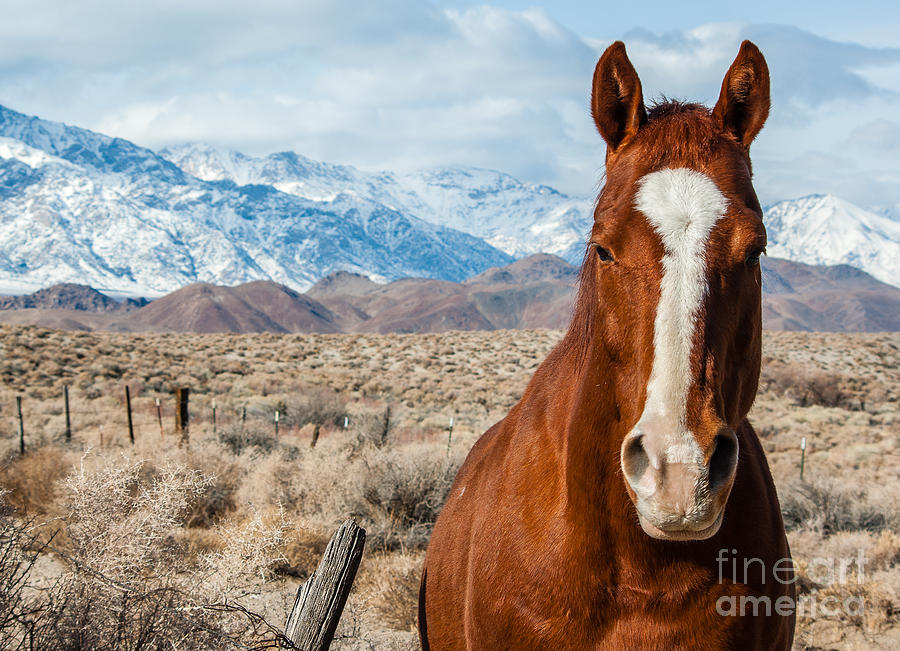 Horse Photograph - Horse in Sierra Nevadas 1.7349 by Stephen Parker