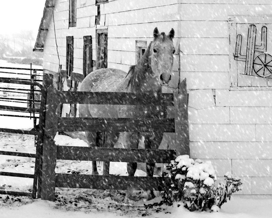 Horse in Snow Photograph by Nikolyn McDonald