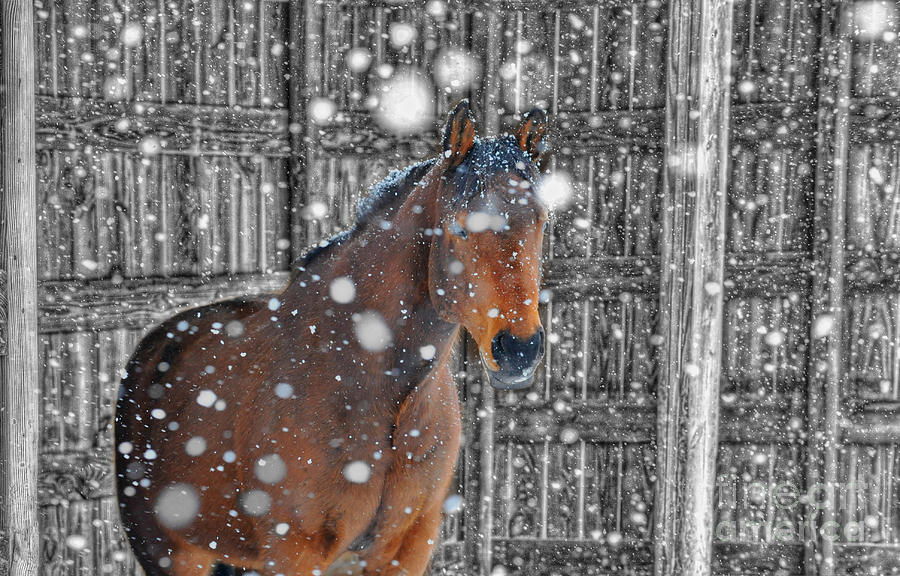 Horse in snow strom Photograph by Dan Friend