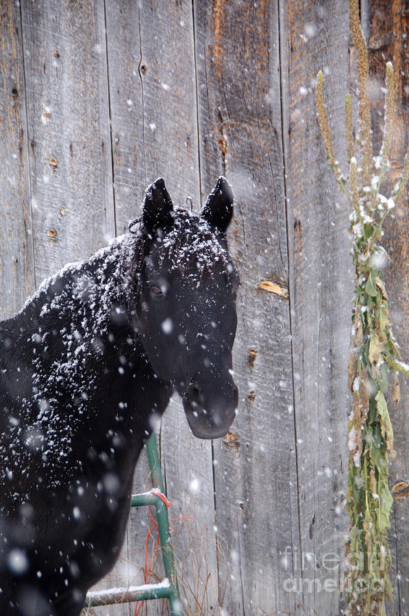 Horse In Snow Photograph by William Munoz