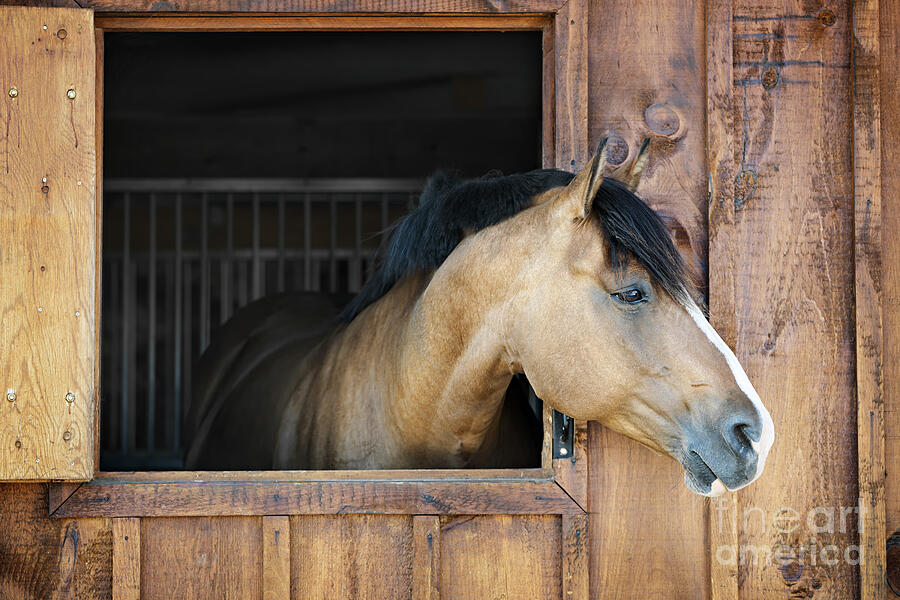 Horse in stable 3 Photograph by Elena Elisseeva