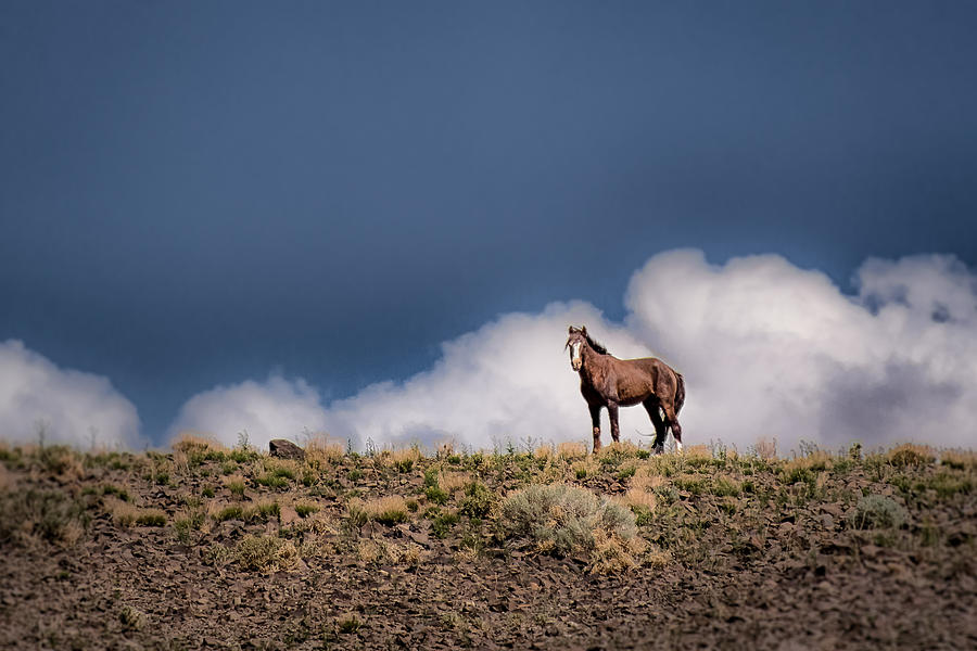 Wildlife Photograph - Horse in the Clouds  by Janis Knight