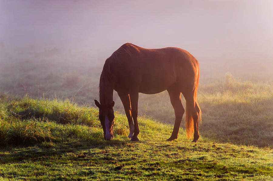 Horse in the Foggy Field Photograph by Jenny Rainbow