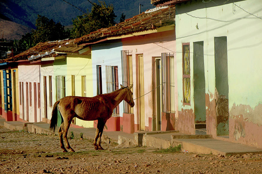 Horse In The Little Street Photograph by Ichauvel