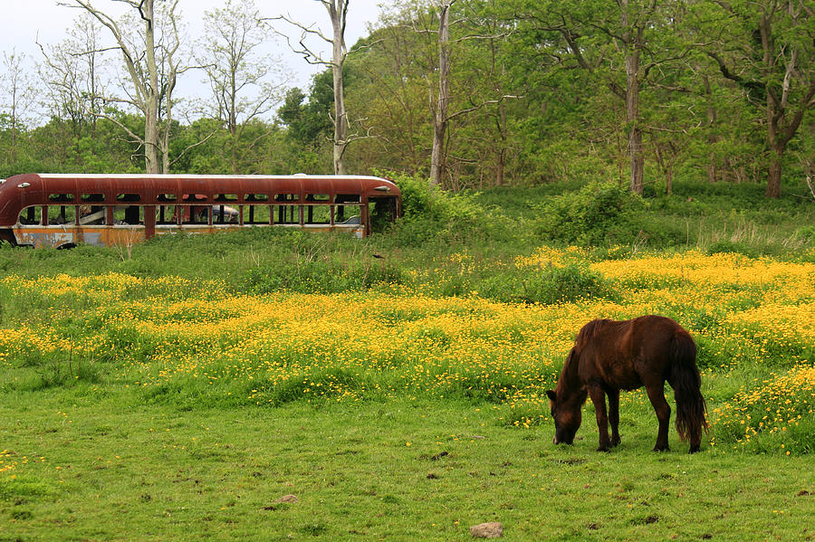 Horse in the Meadow near Weetamoo Photograph by Andrew Pacheco