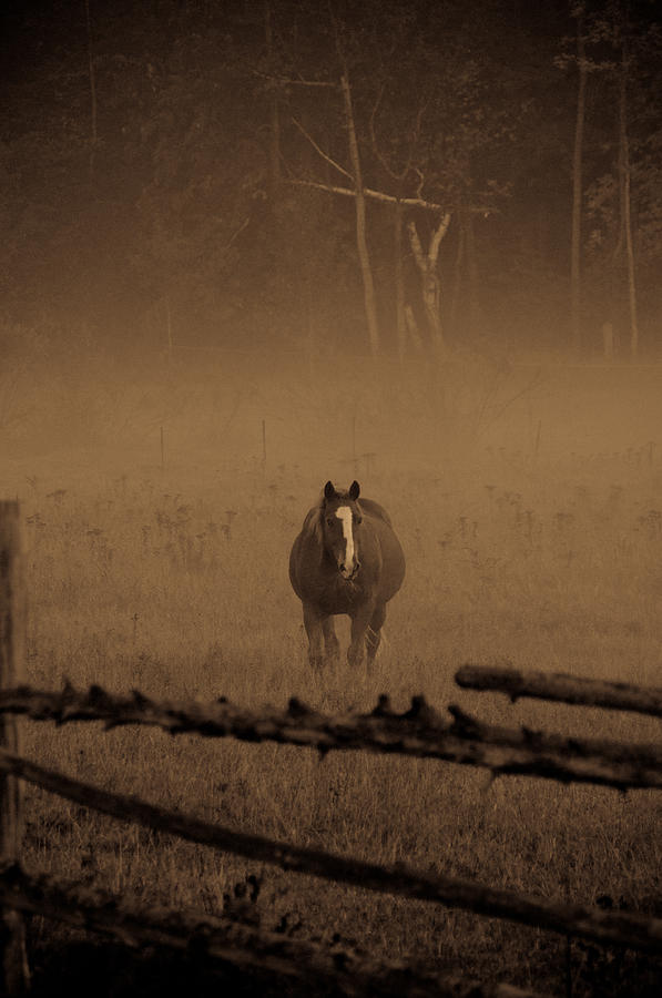 Horse in the mist Photograph by Cheryl Baxter