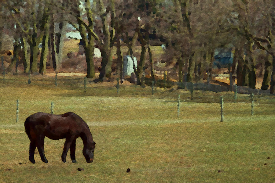 Horse In The Pasture Photograph by Alice Gipson