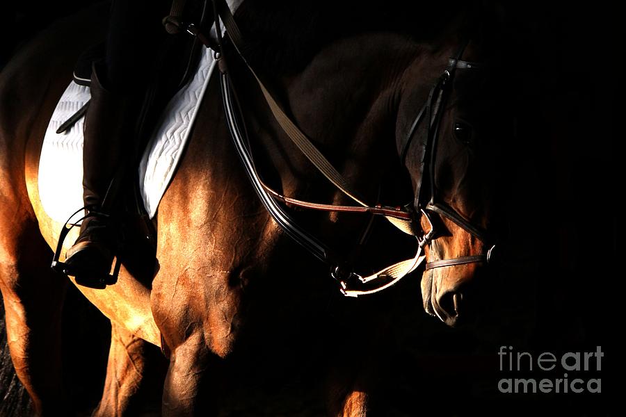 Horse Photograph - Horse in the Shade by Janice Byer
