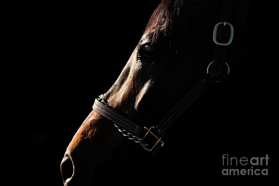 Horse in the Shadows Photograph by Janice Byer