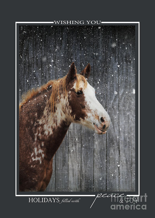 Horse in the Snow Christmas Cards Photograph by Jai Johnson