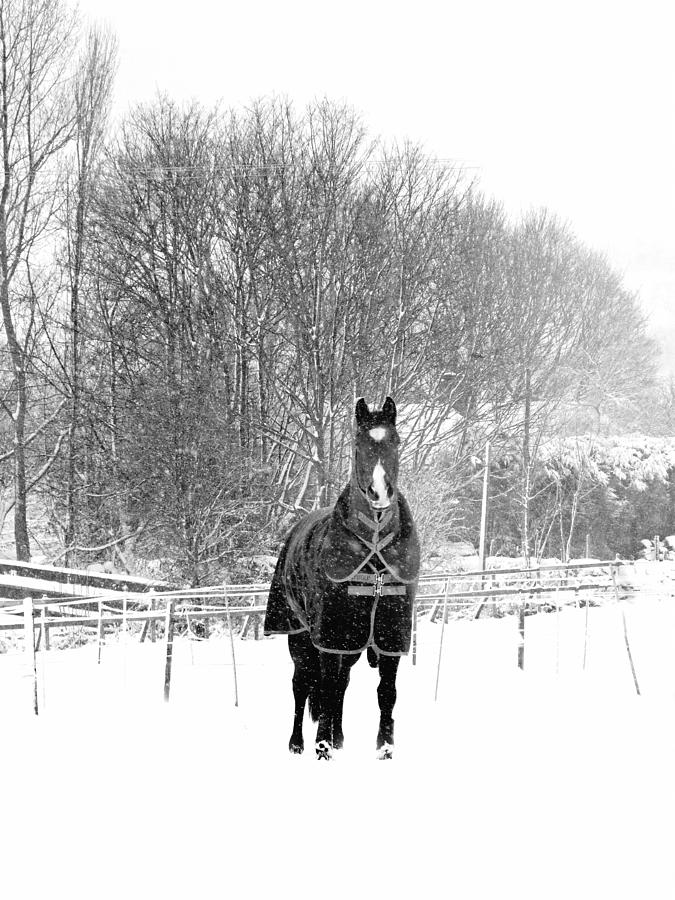 Horse in the Snow Photograph by Lynn Bolt