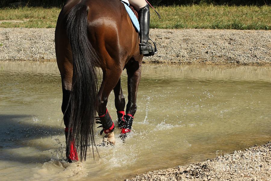 Horse in Water Photograph by Janice Byer