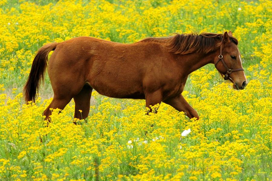 Horse in Wildflower Field Photograph by Marilyn Burton