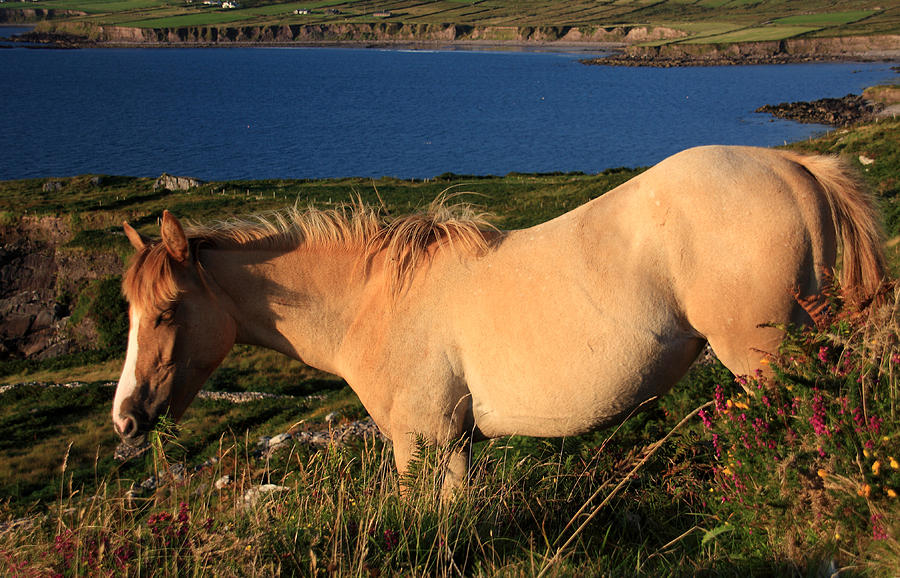 Horse In Wildflower Landscape Photograph by Aidan Moran