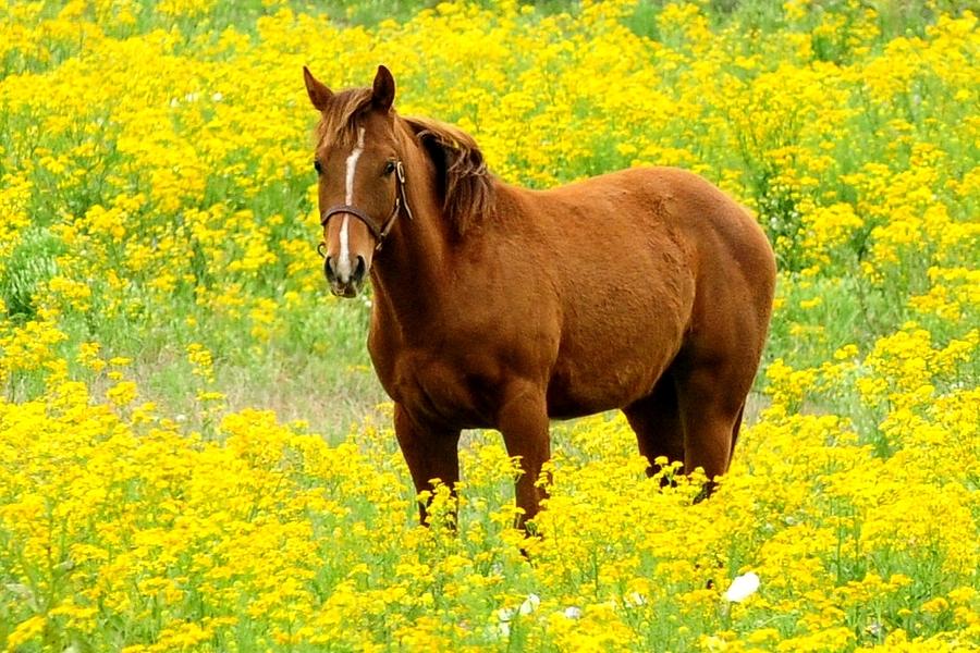 Horse in Wildflowers Photograph by Marilyn Burton