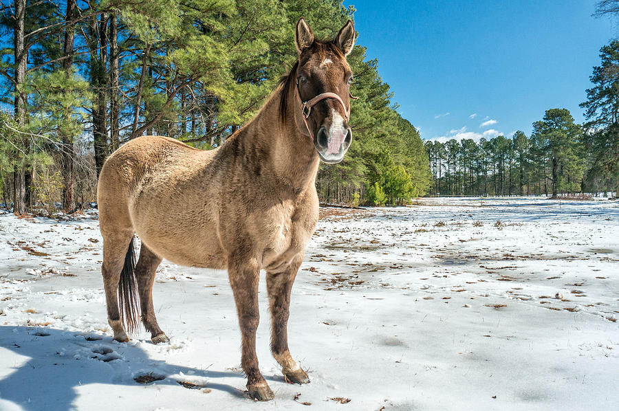Horse in Winter Photograph by Joe Myeress