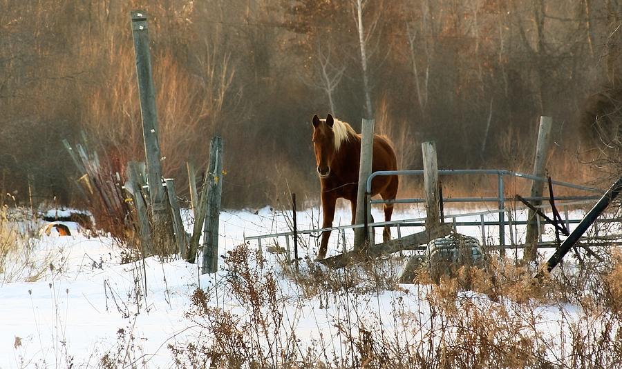 Horse in winter Photograph by Pat Cook