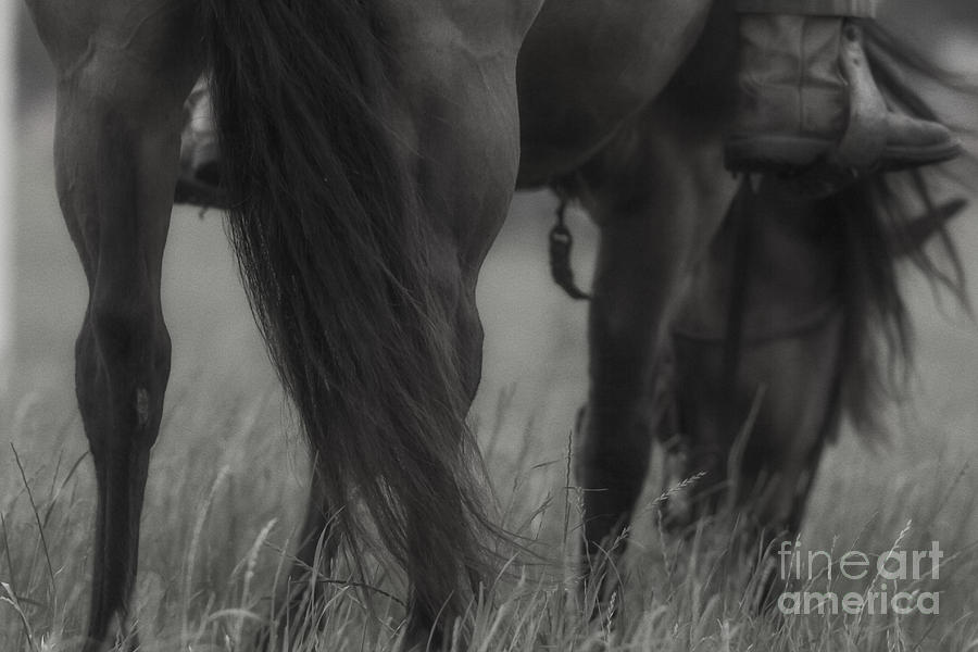 Horse Photograph - Horse Infared by Kim Henderson