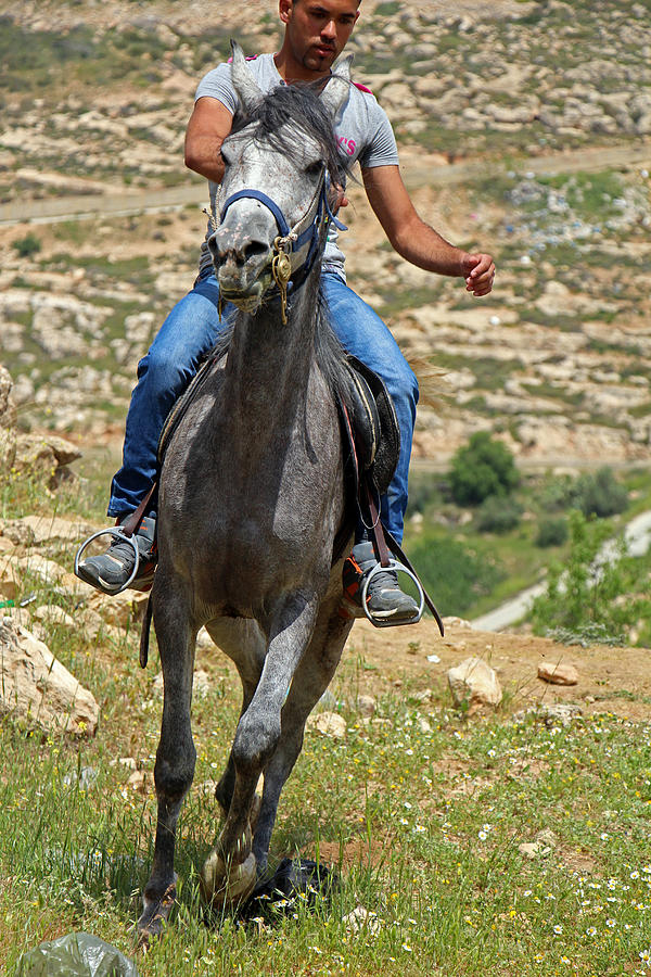 Horse Jockey Photograph by Munir Alawi