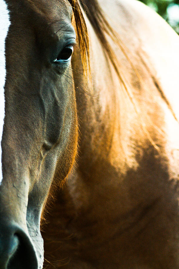 Horse Photograph by Joel Loftus