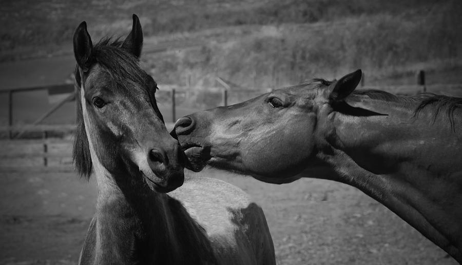 Horse Photograph - Horse Kisses  by Jacque The Muse Photography