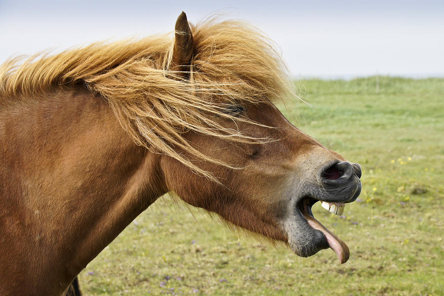 horse-laugh-michele-burgess.jpg