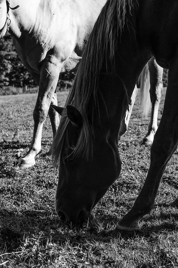 Nature Photograph - Horse Line by Alex Pochinok