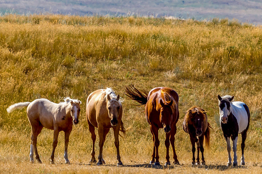 Horse Photograph - Horse lineup by Bill Lindsay