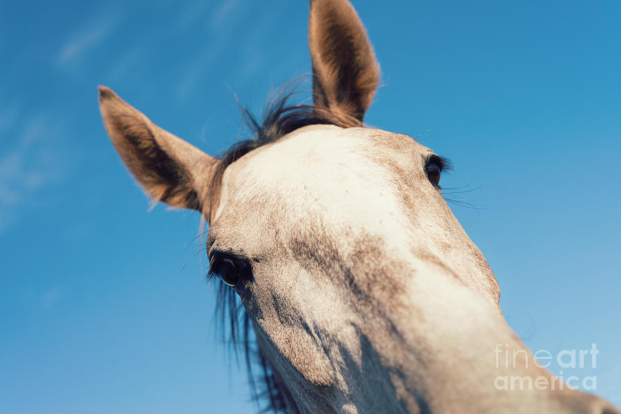 Horse Photograph - Horse Looking Down At Camera by Gillian Vann