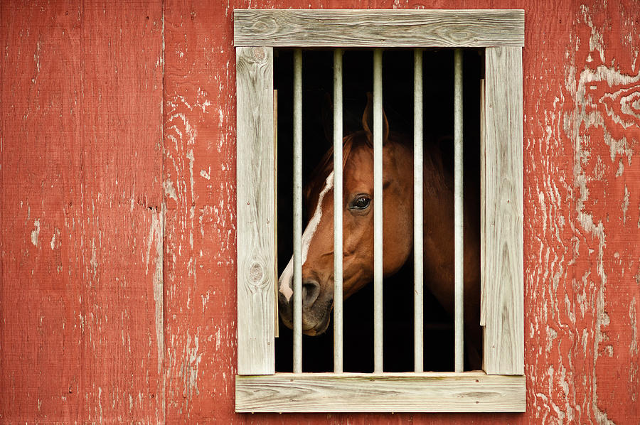 Horse Looking Out Stall Window Photograph by Lindsey Williams - Fine ...