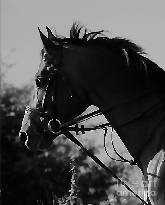 Black And White Photograph - Horse Love 2 by Kimberly McDonell