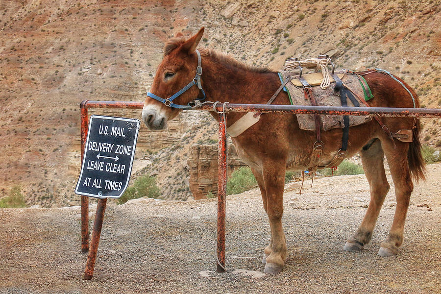 Grand Canyon National Park Photograph - Horse Mail by Lori Deiter