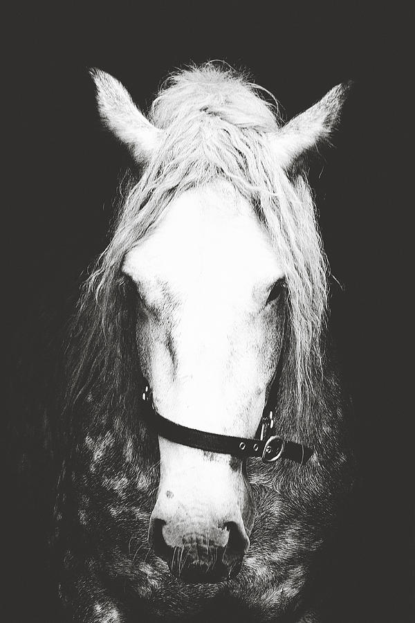 Ireland Photograph - Horse by Mareike Von engelbrechen