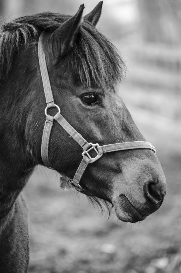 Horse Photograph by Martina Fagan