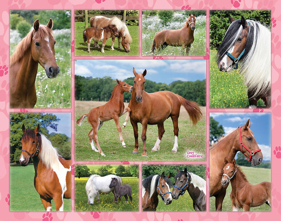 Horse Multipic Photograph by MGL Meiklejohn Graphics Licensing