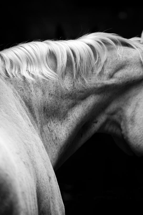 Horse Muscle Photograph by Toni Thomas